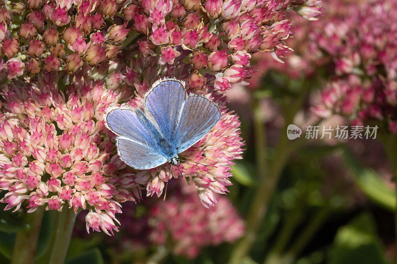 常见普通蓝蝴蝶或欧洲普通蓝蝴蝶，(polyommatus icarus)，蓝色公蓝蝴蝶。